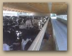 Cattle Confinement Interior  &raquo; Click to zoom ->