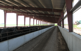 cattle confinement