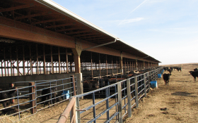cattle confinement larchwood