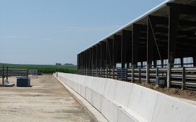 cattle confinement