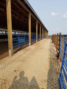 Cattle Confinement