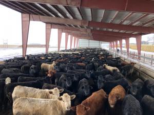 Cattle Confinement