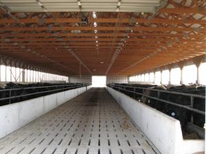 Cattle Confinement