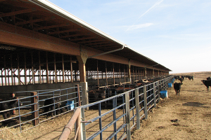 Larchwood Cattle Confinement (side)