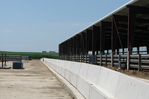 Cattle Confinement